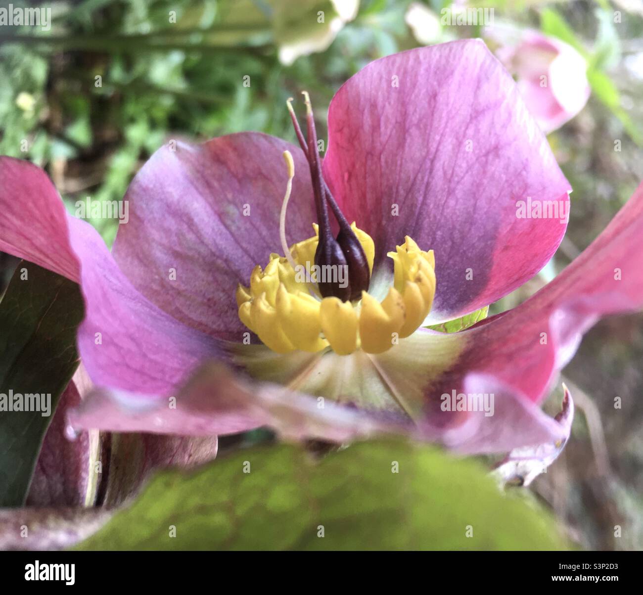 Fleur,rose,jaune, vert, fleur, nature, beauté, jardin Banque D'Images
