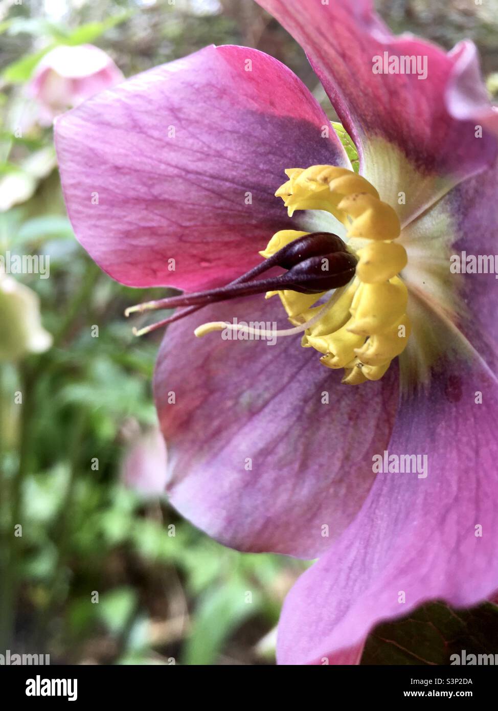 Fleur, rose, jaune, vert, doré, bordeaux, Awe, nature, beauté, jardin Banque D'Images