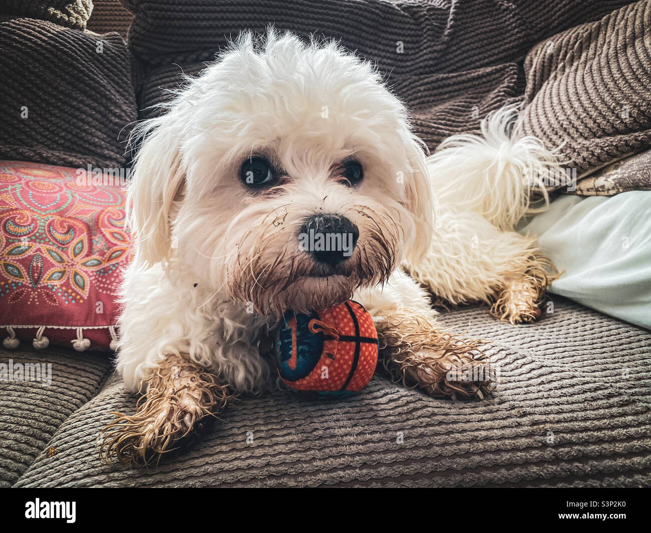 Un petit cavapoo blanc moelleux avec un visage boueux et des pattes assis sur un canapé. Banque D'Images