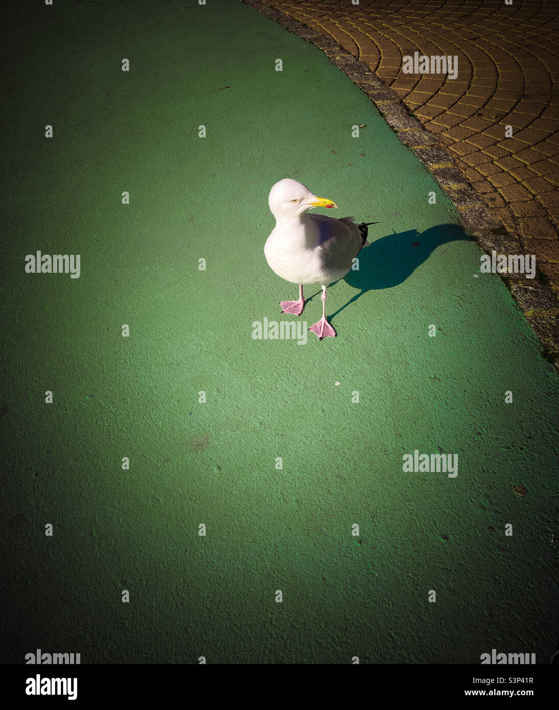 Sea gull - Image de stock capturée avec un smartphone