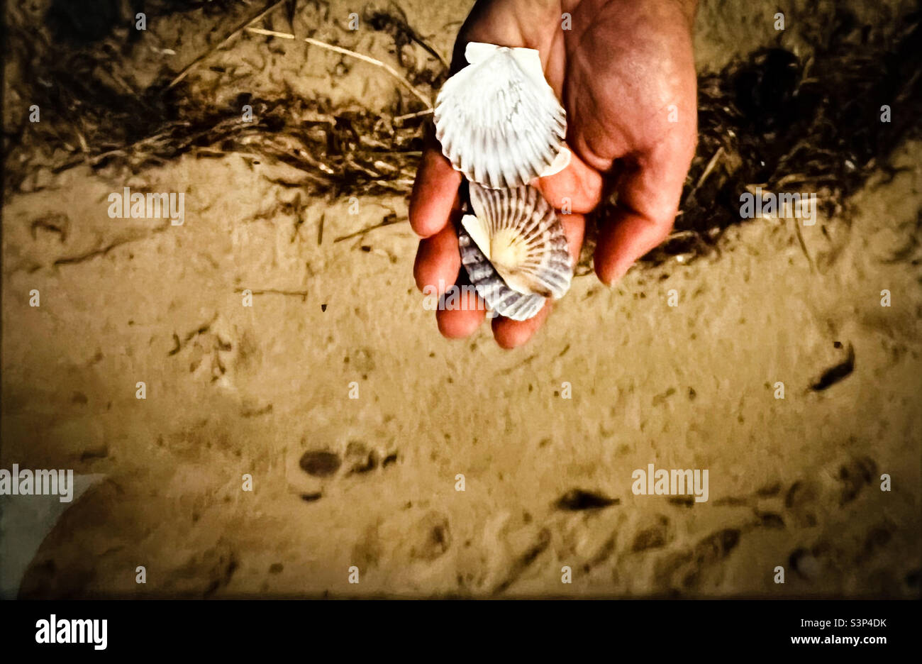 Mains tenant des coquillages trouvés sur la plage Banque D'Images