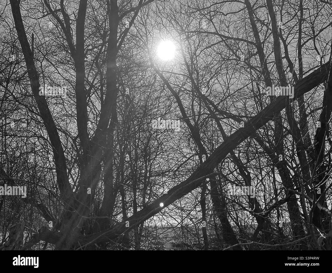Silhouette de soleil qui brille à travers les branches de l'arbre Banque D'Images