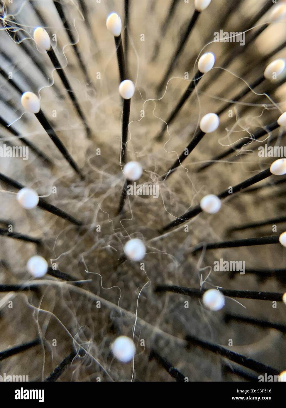 Gros plan sur la brosse à cheveux pour chien Banque D'Images