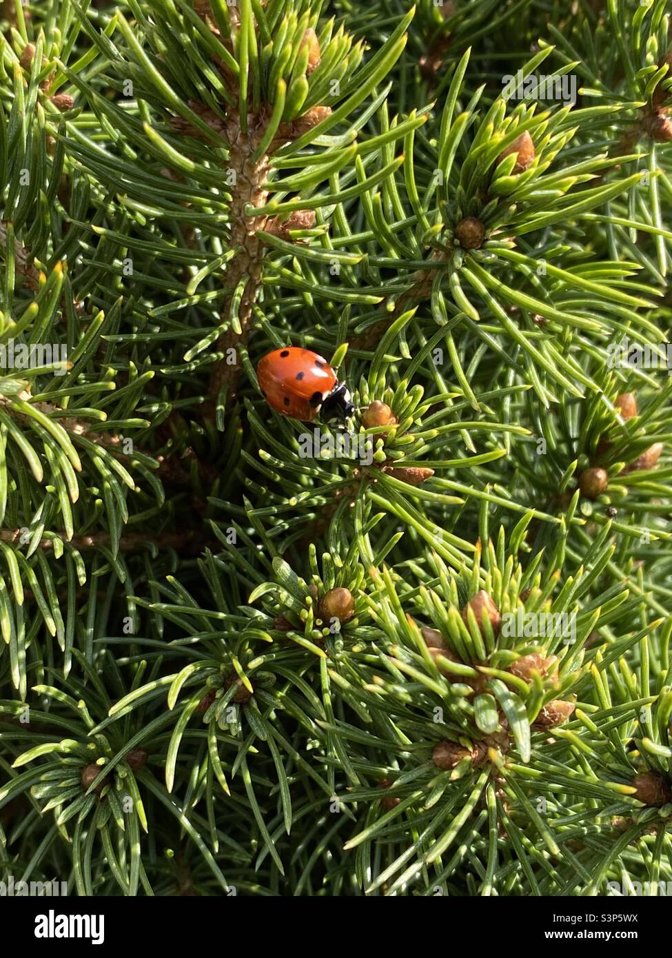 Ladybird sur la plante au soleil Banque D'Images