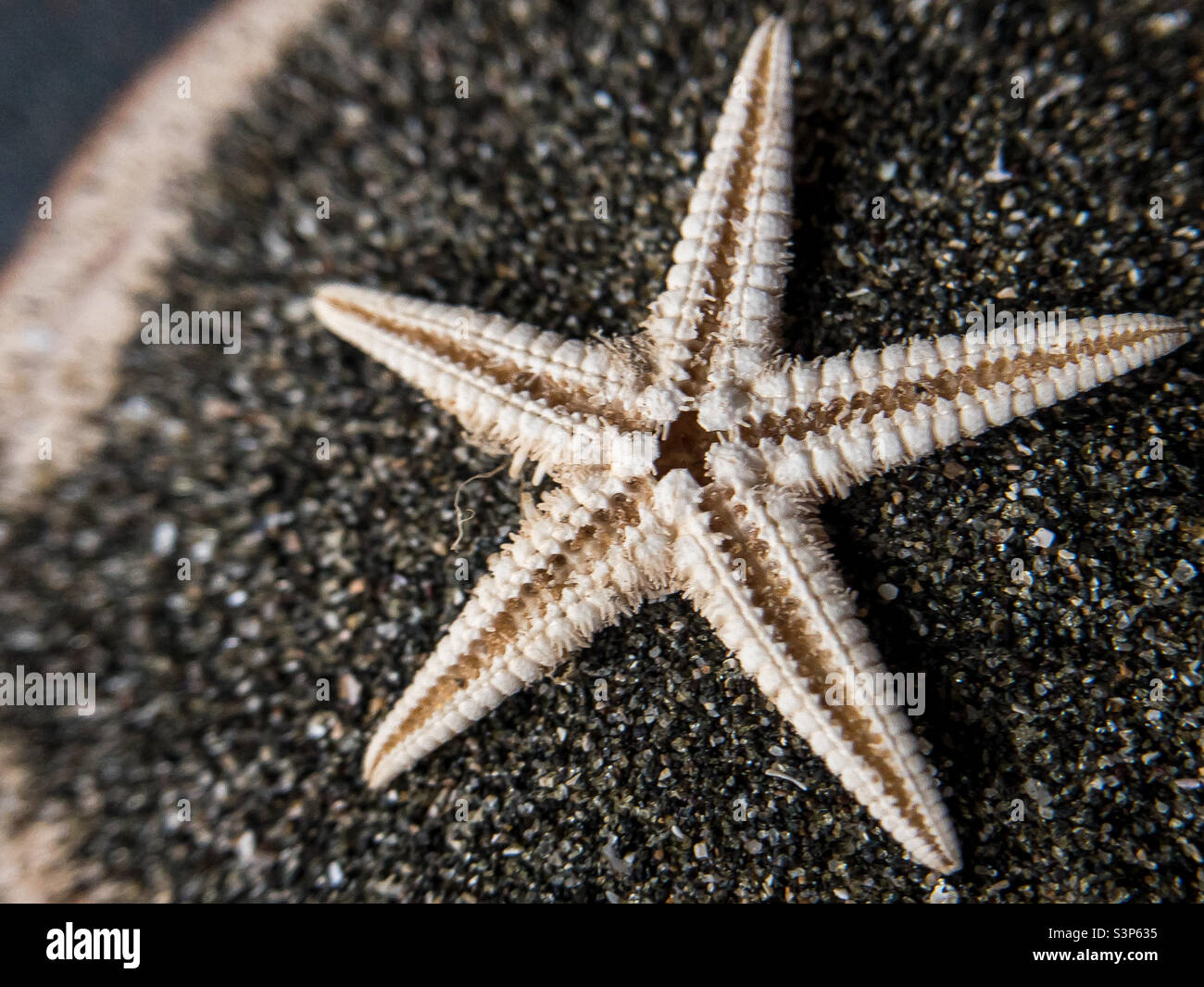 Minuscules étoiles de mer séchées sur sable noir Banque D'Images