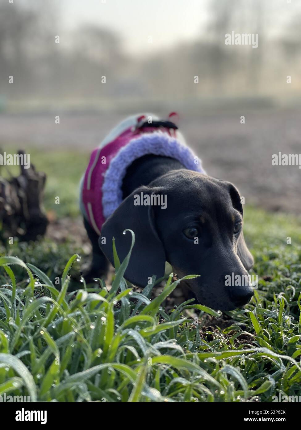 Ressort miniature de chien de chien de cachshund de Billie Reynolds Banque D'Images