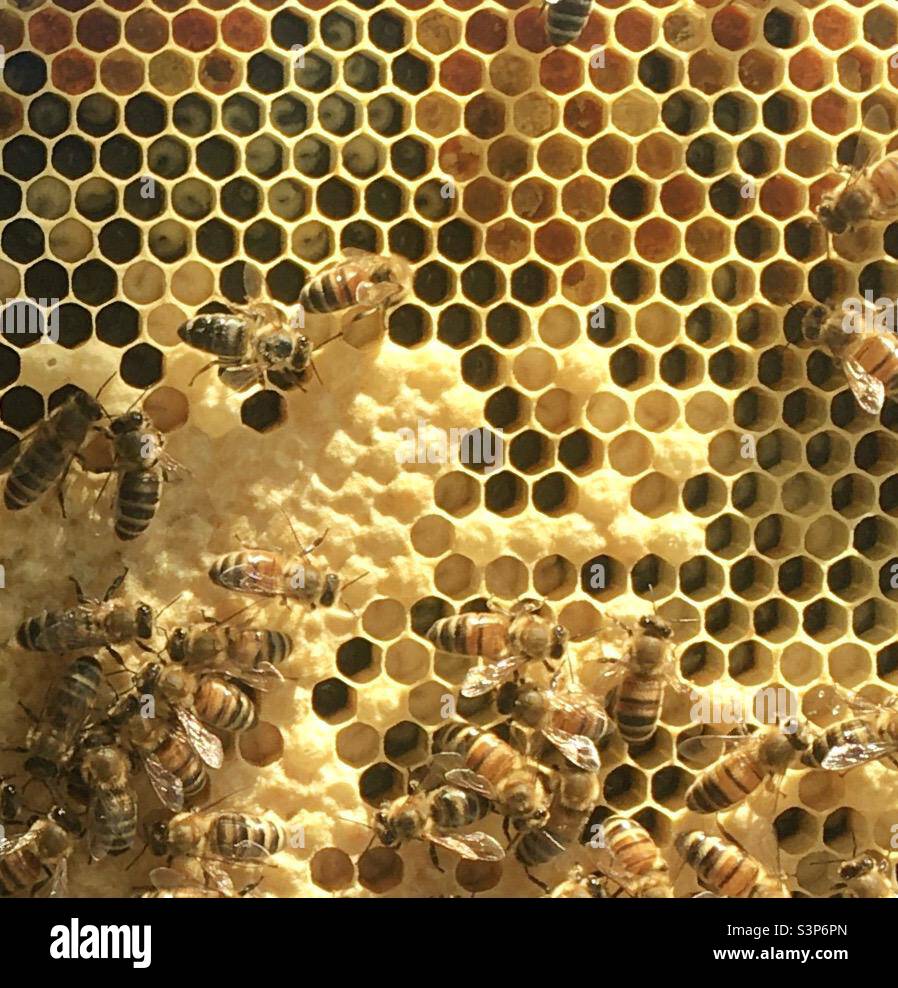 La couvée d'abeilles et les abeilles ouvrières Banque D'Images