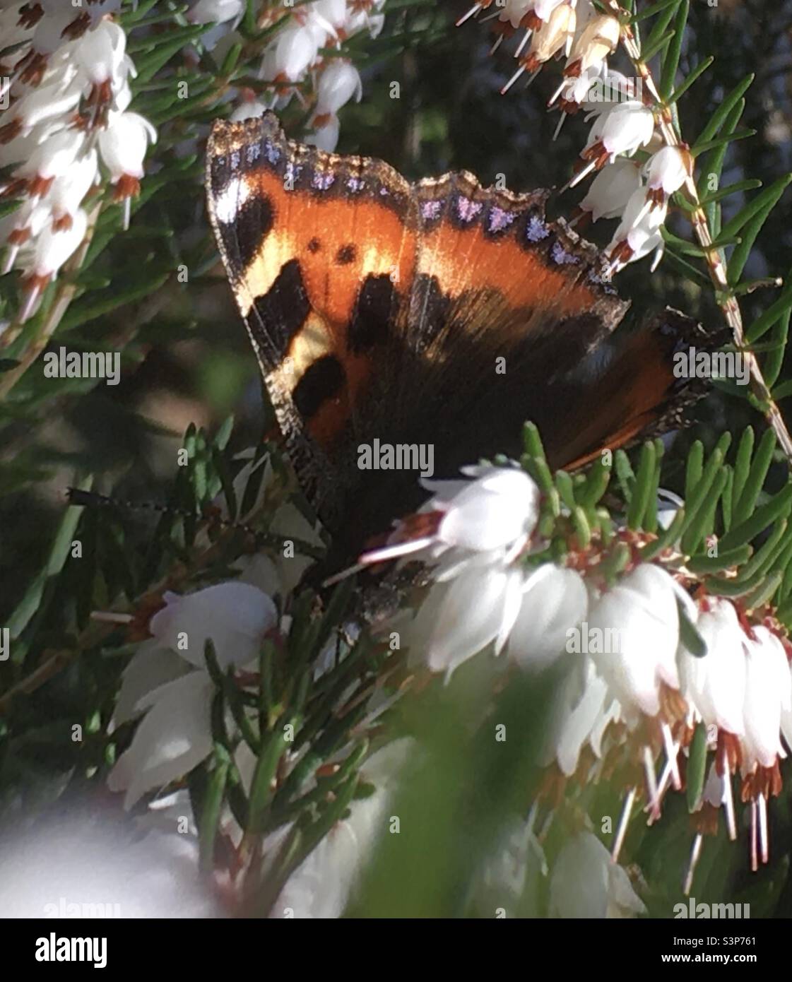 Papillon, papillon, orange, jaune, kaléidoscope de couleur, chiné, blanc, bleu, vert, nature, printemps, exaltation, beauté Banque D'Images