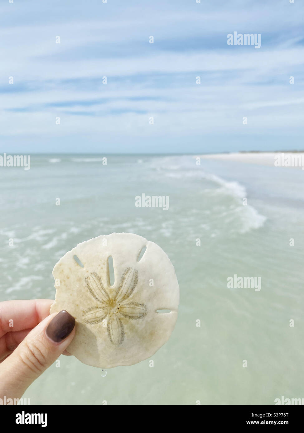 Main tenant Sand Dollar sur la plage - Image de stock capturée avec un smartphone