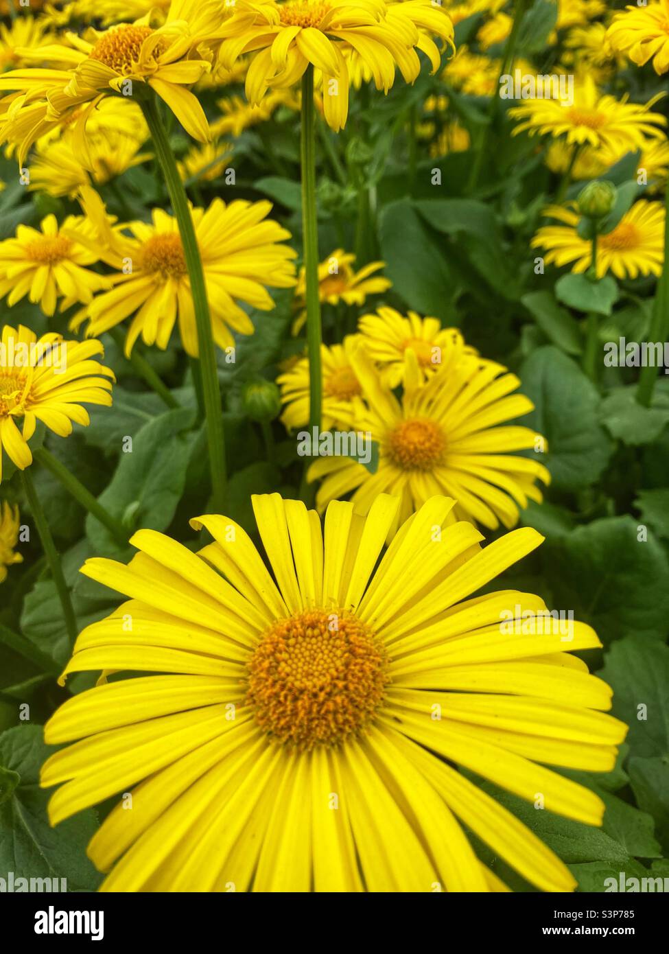 Doronicum leonardo compact Banque de photographies et d'images à haute  résolution - Alamy