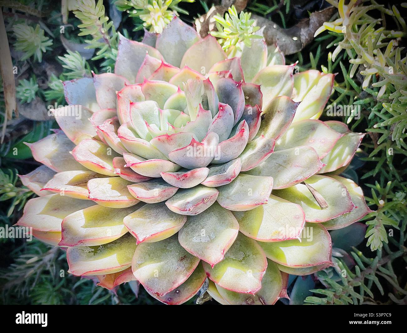 Echeveria en fleurs succulent Banque D'Images