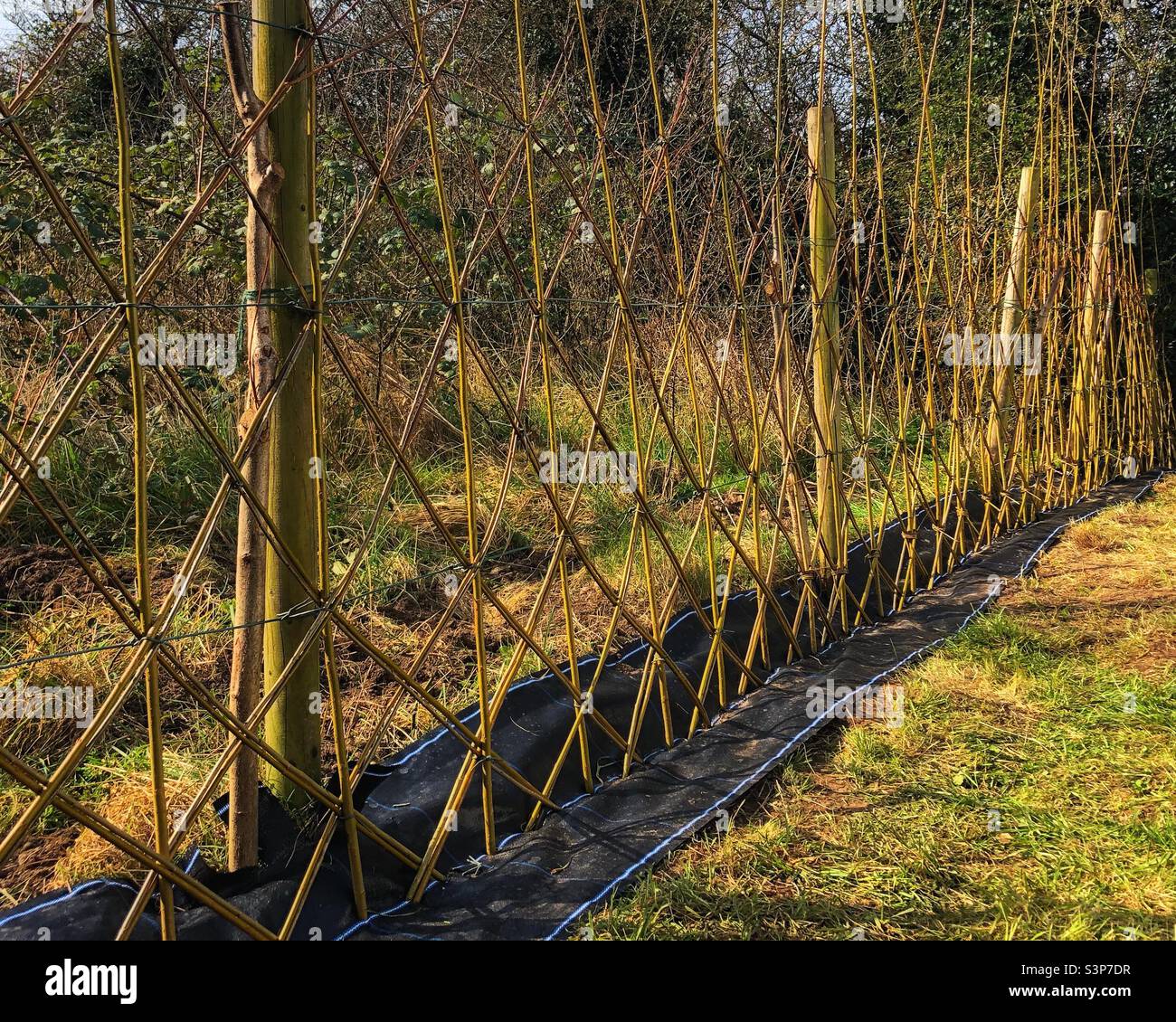 Front: Construire une haie de saule vivant Banque D'Images