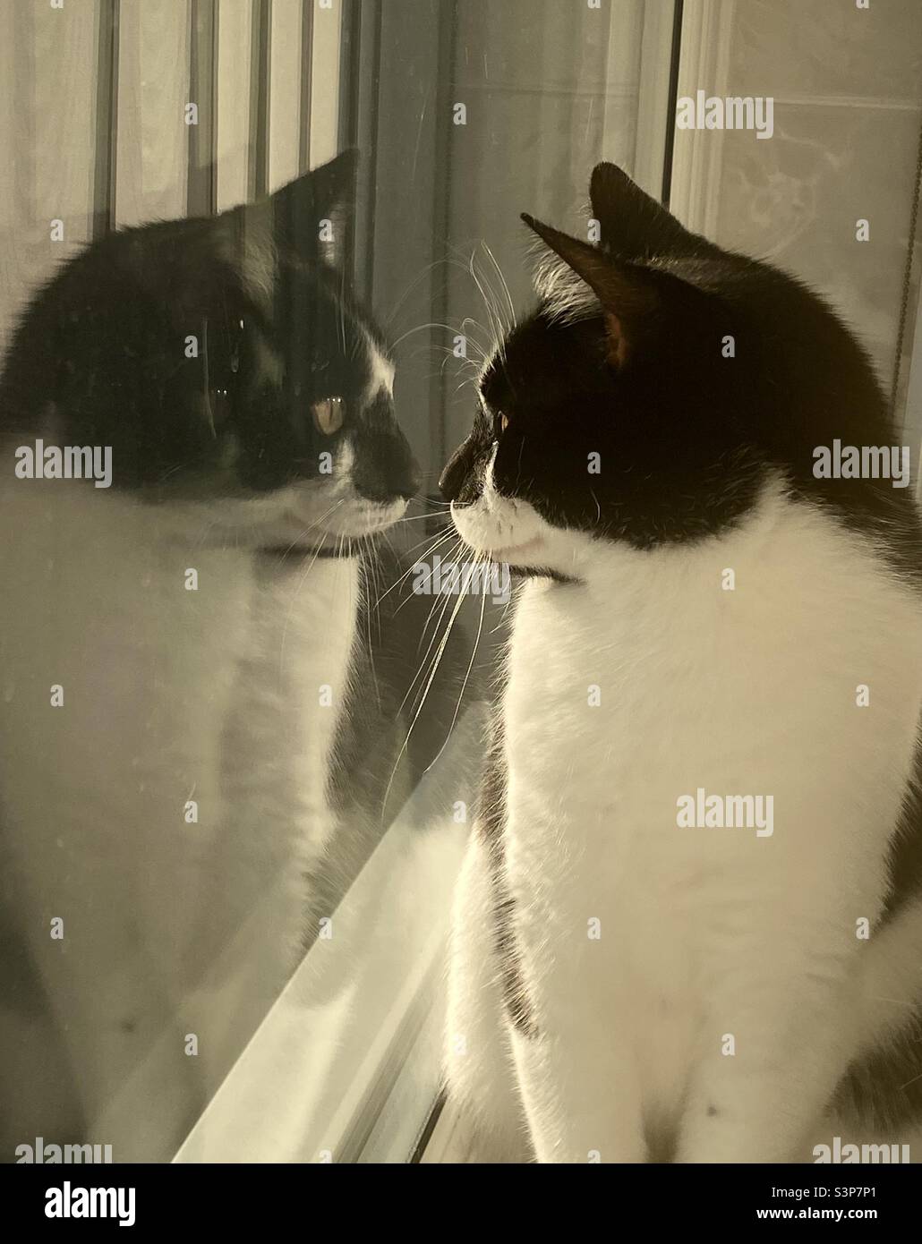 Image miroir de chat mâle dans la fenêtre au soleil Banque D'Images