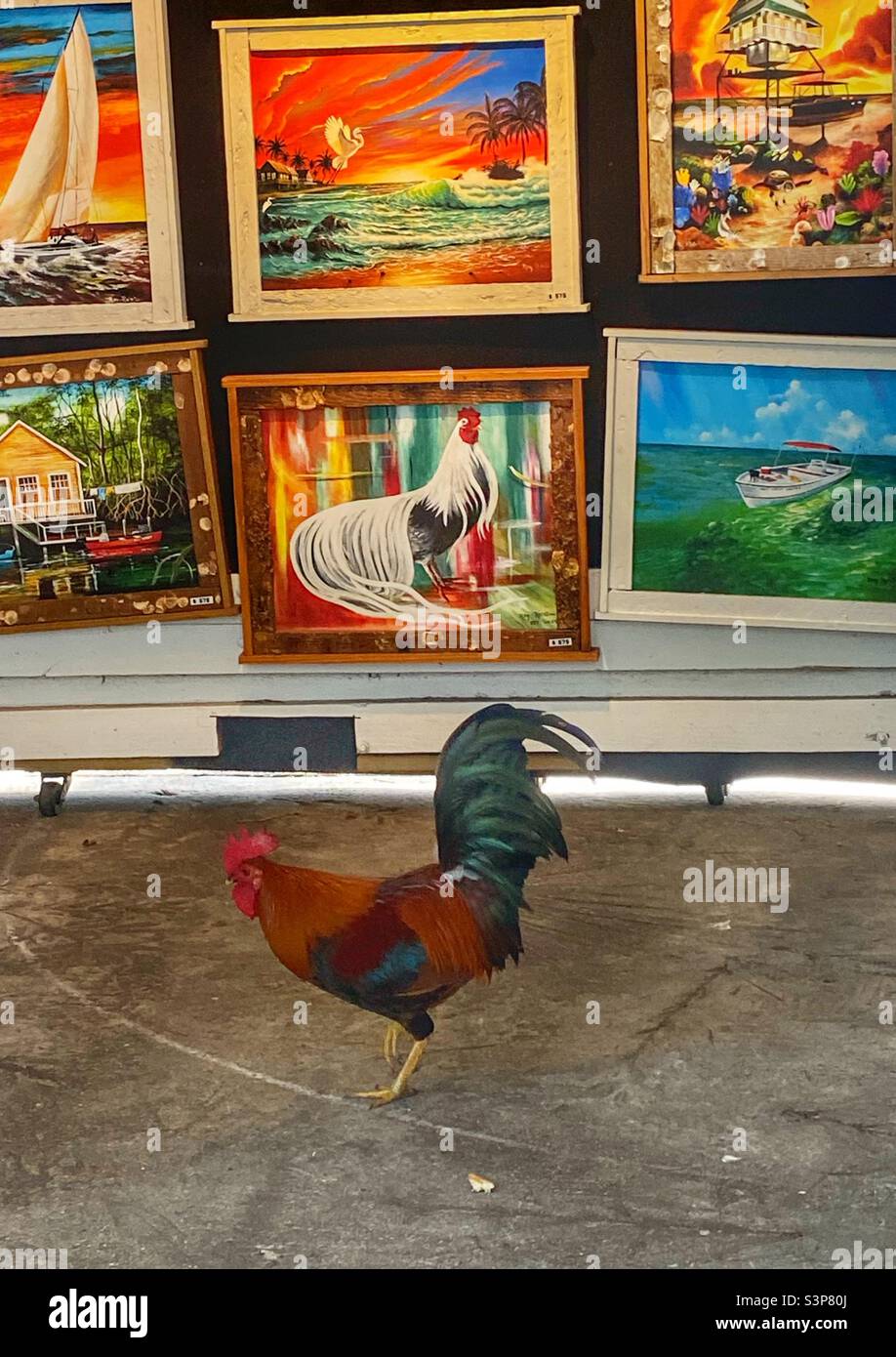 Un vrai coq debout devant un stand d'art où il y a une peinture d'un coq. Key West Florida - Image de stock capturée avec un smartphone