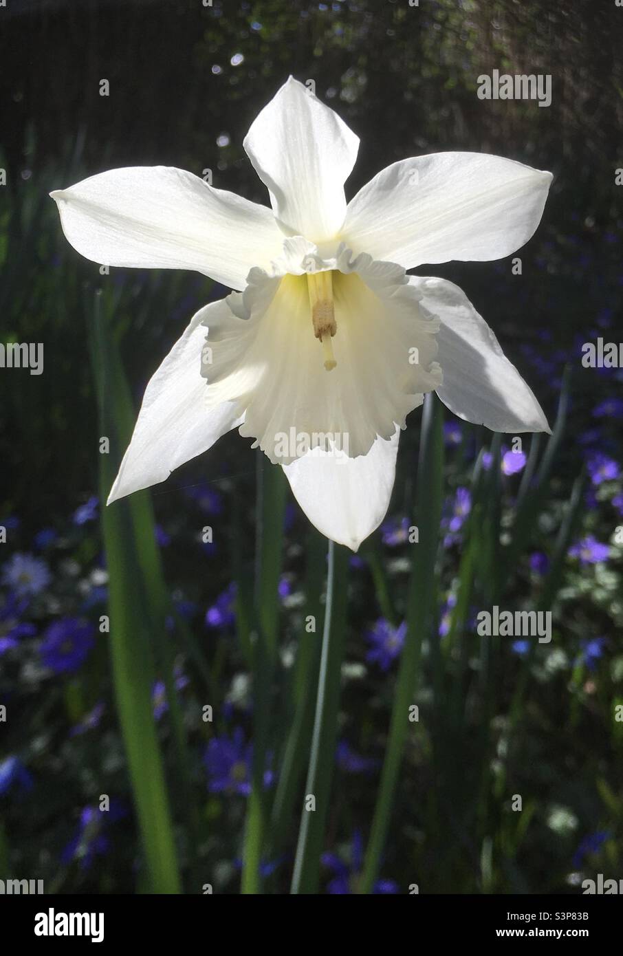 Daffodil, blanc, jaune, lumineux, vert, bleu, vert, nature, beauté Banque D'Images