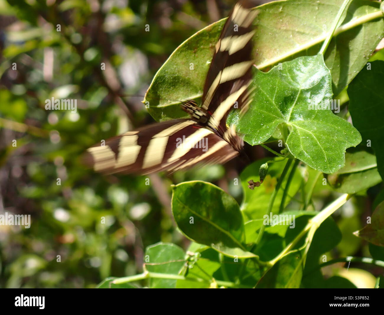 En vol de papillon - Image de stock capturée avec un smartphone
