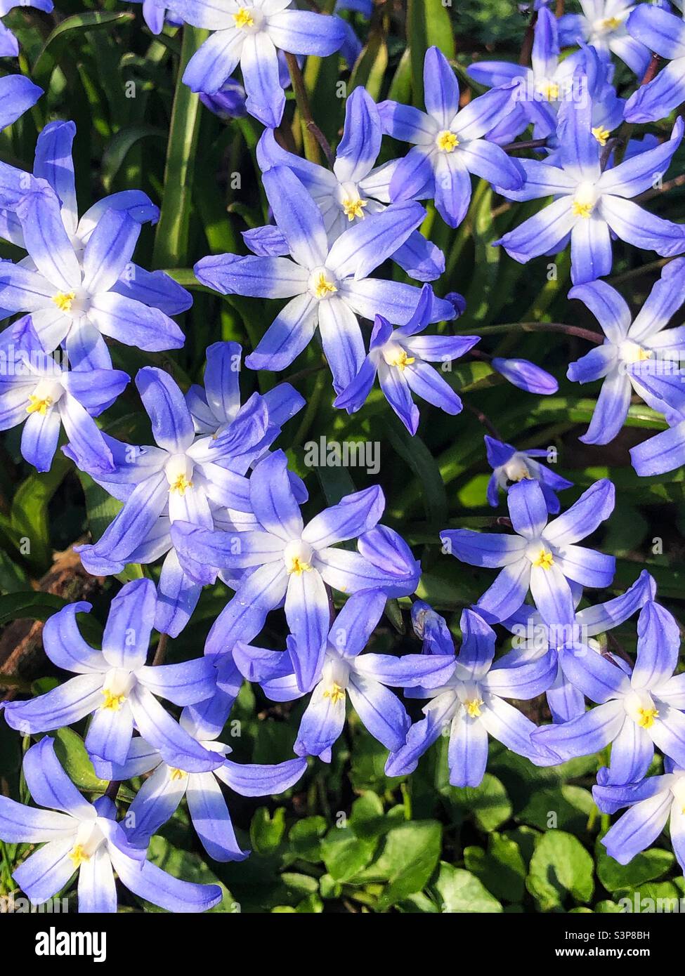 Gloire de la neige, Chionodoxa Forbesii en floraison printanière - Image de stock capturée avec un smartphone
