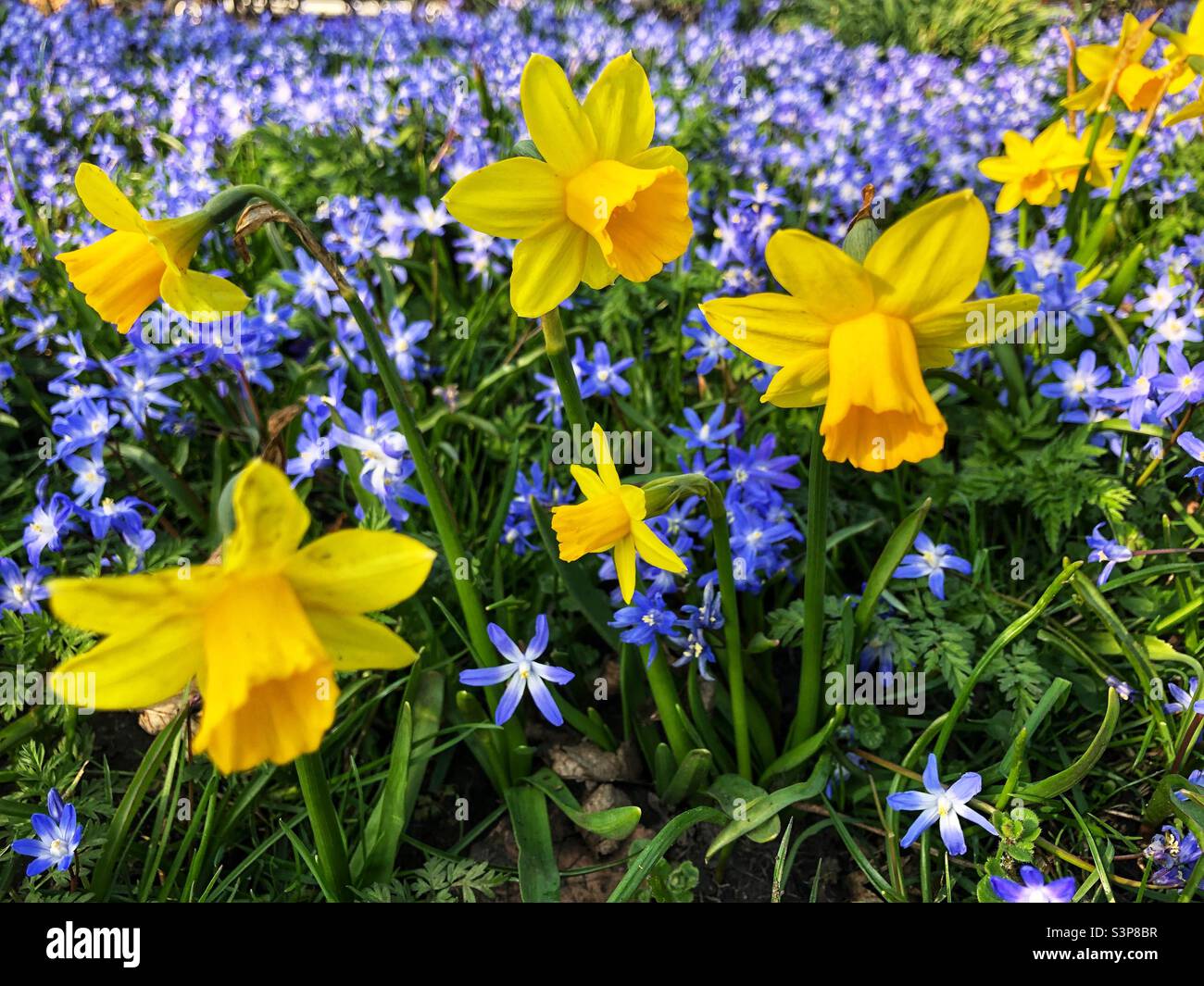Jonquilles parmi la gloire de la neige au printemps Banque D'Images