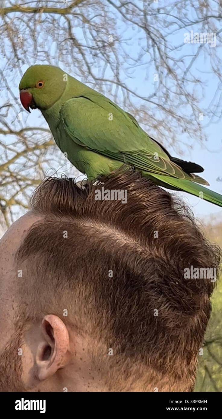 Parakeet assis sur la tête de l'homme à St James Park londres - Image de stock capturée avec un smartphone