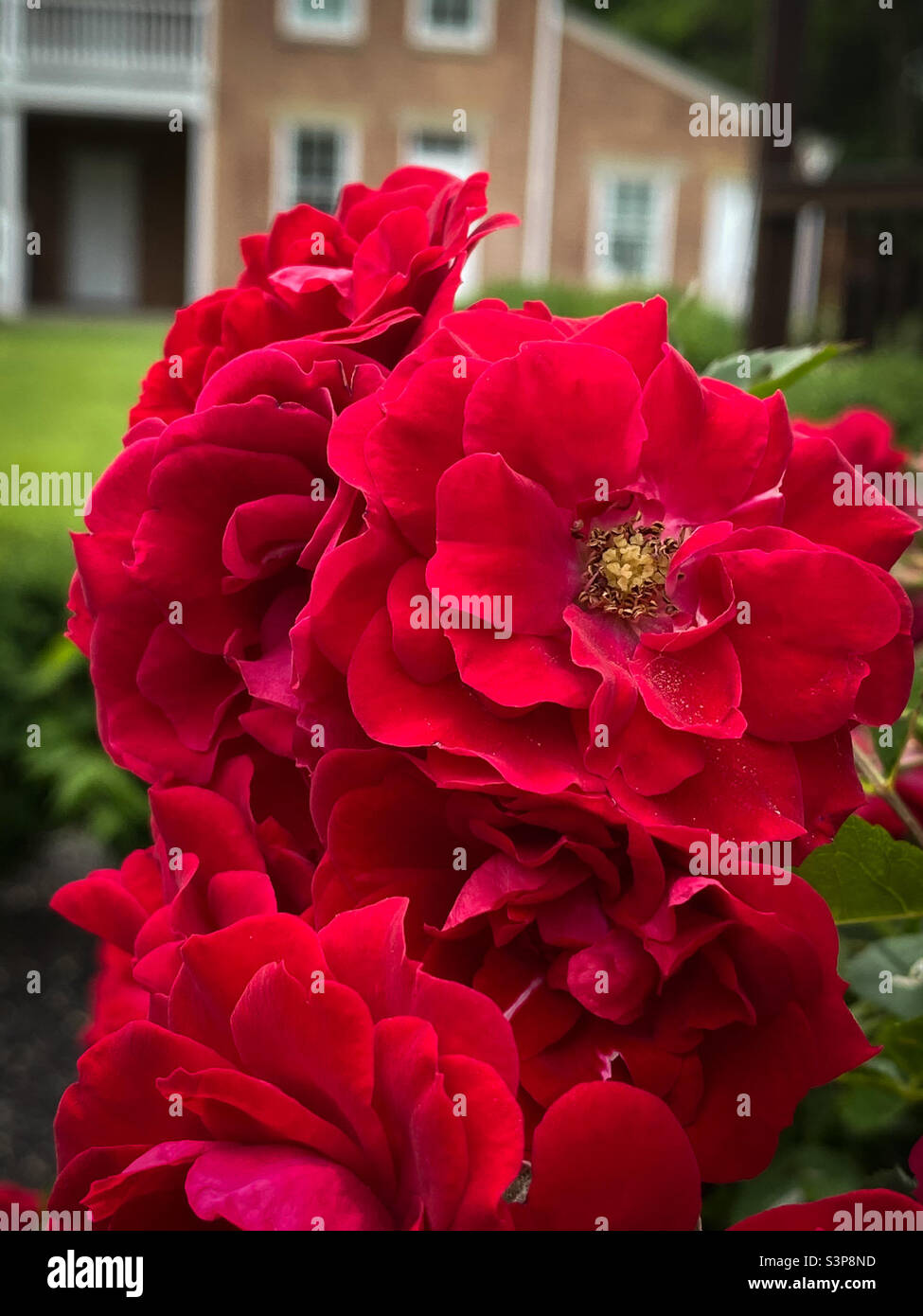 Roses vintage poussant dans un jardin d'une maison restaurée de 1817; le manoir Elisée Morgan dans l'Ohio. - Image de stock capturée avec un smartphone