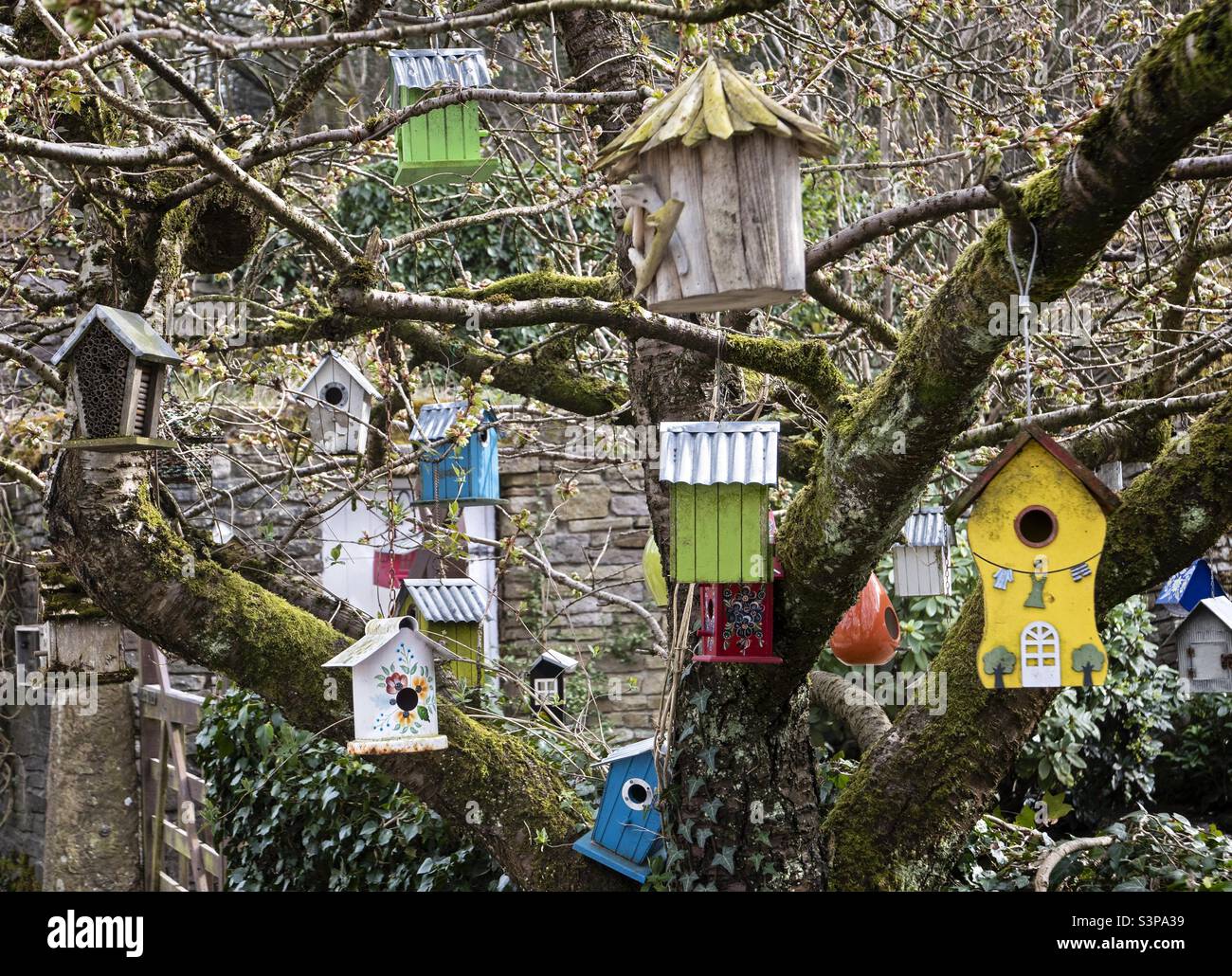 Boîtes à oiseaux accrochées dans un arbre Banque D'Images