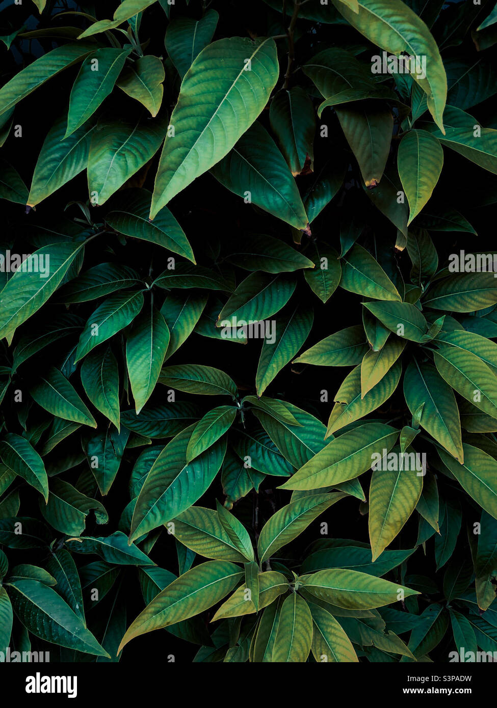 Verts - Image de stock capturée avec un smartphone
