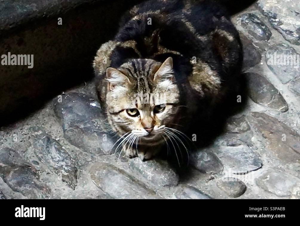 Un Des Nombreux Chats Qui Ponctuent Le Village Medieval De Dolceacqua En Italie Ils Aident A Garder La Population De Souris Et De Rat En Controle Photo Stock Alamy