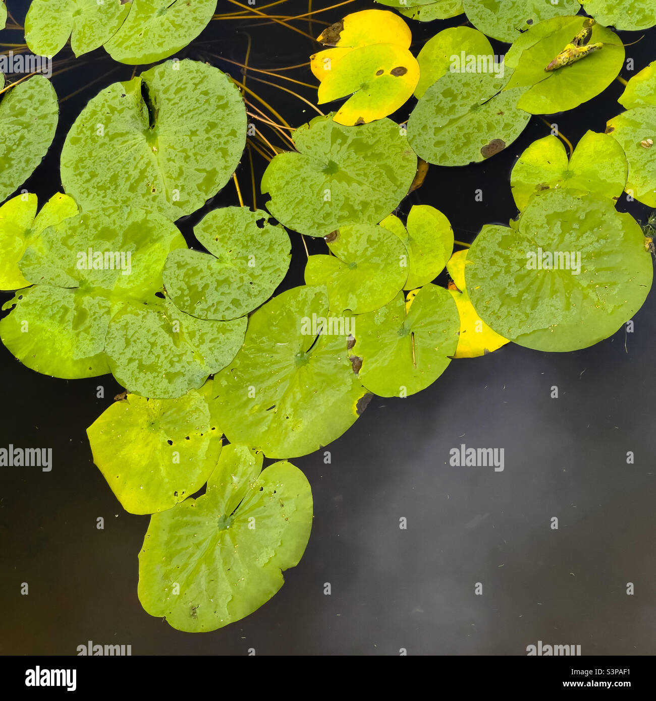 Coussins de nénuphars dans l'étang - Image de stock capturée avec un smartphone