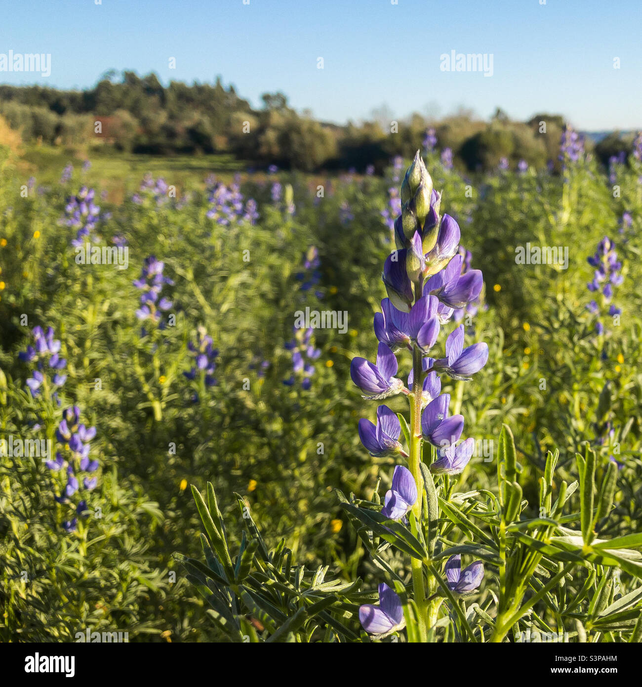 Lupin étroit à fleurs violettes et feuilles croissant sous un ciel bleu Banque D'Images
