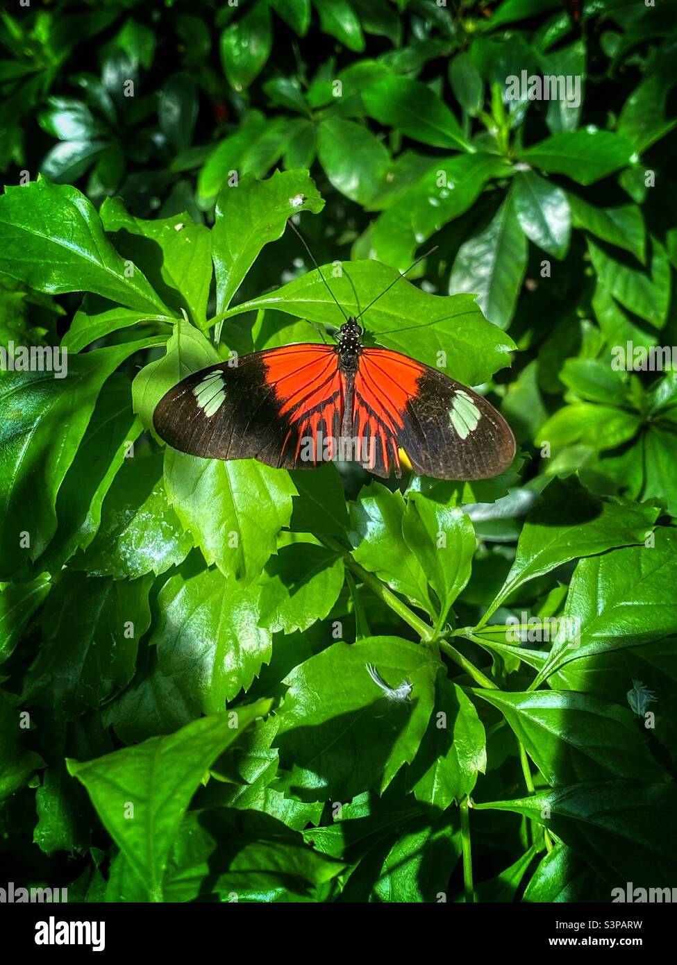 Beau papillon rouge et noir assis avec les ailes ouvertes. Banque D'Images