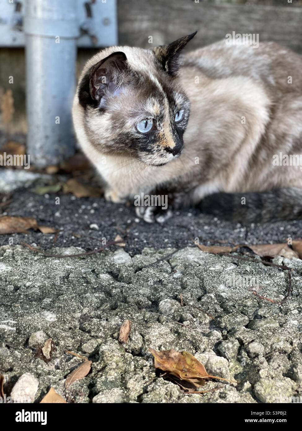 Chat Croise Bleu Banque De Photographies Et D Images A Haute Resolution Alamy