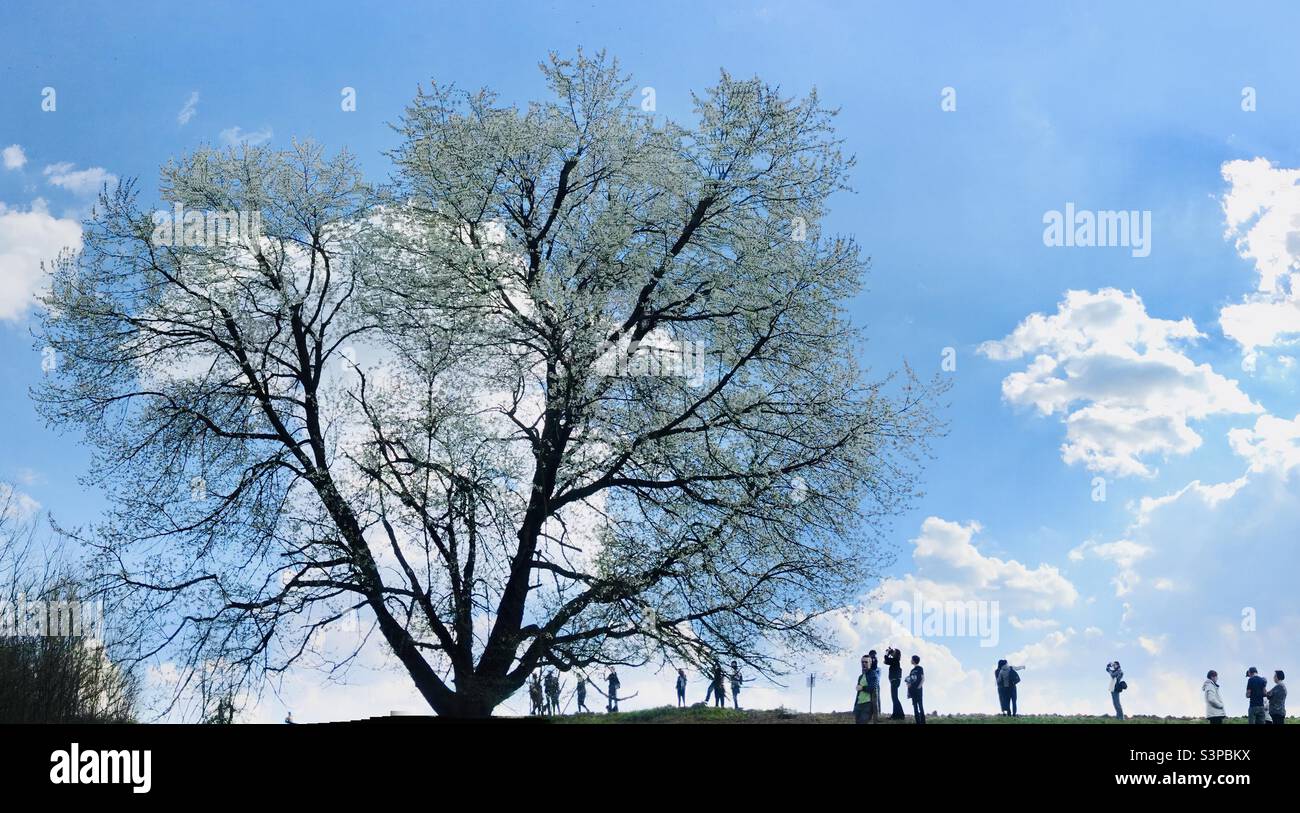 Le monumental cerisier de Besana Brianza, il ciliegio monumentale di Besana Brianza Banque D'Images