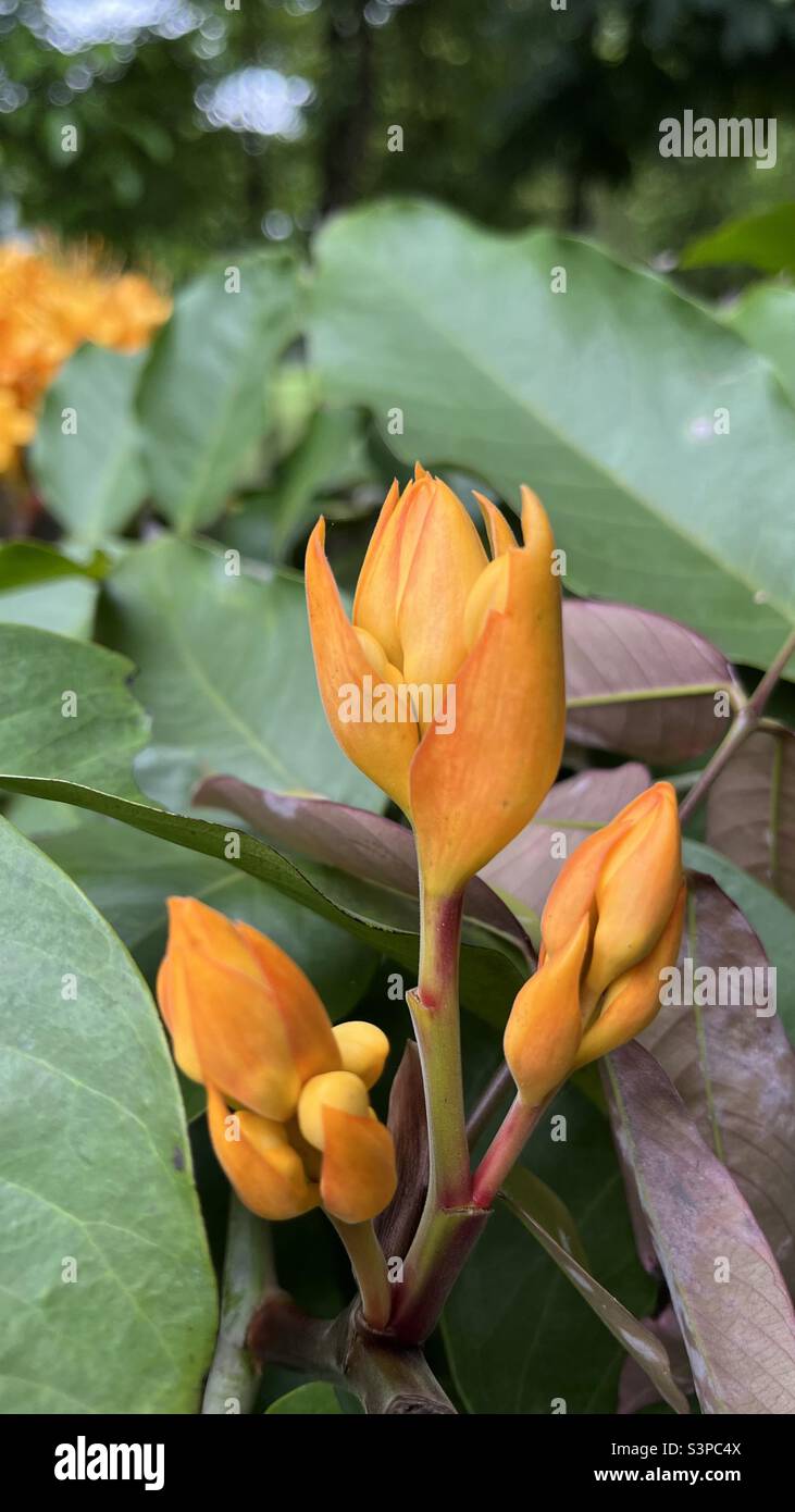 Saraca plonge Pierre. Gros plan de bourgeons floraux jaunes, prêts à fleurir, entourés de feuilles vertes luxuriantes, montrant une énergie vibrante et une anticipation de la beauté. Banque D'Images