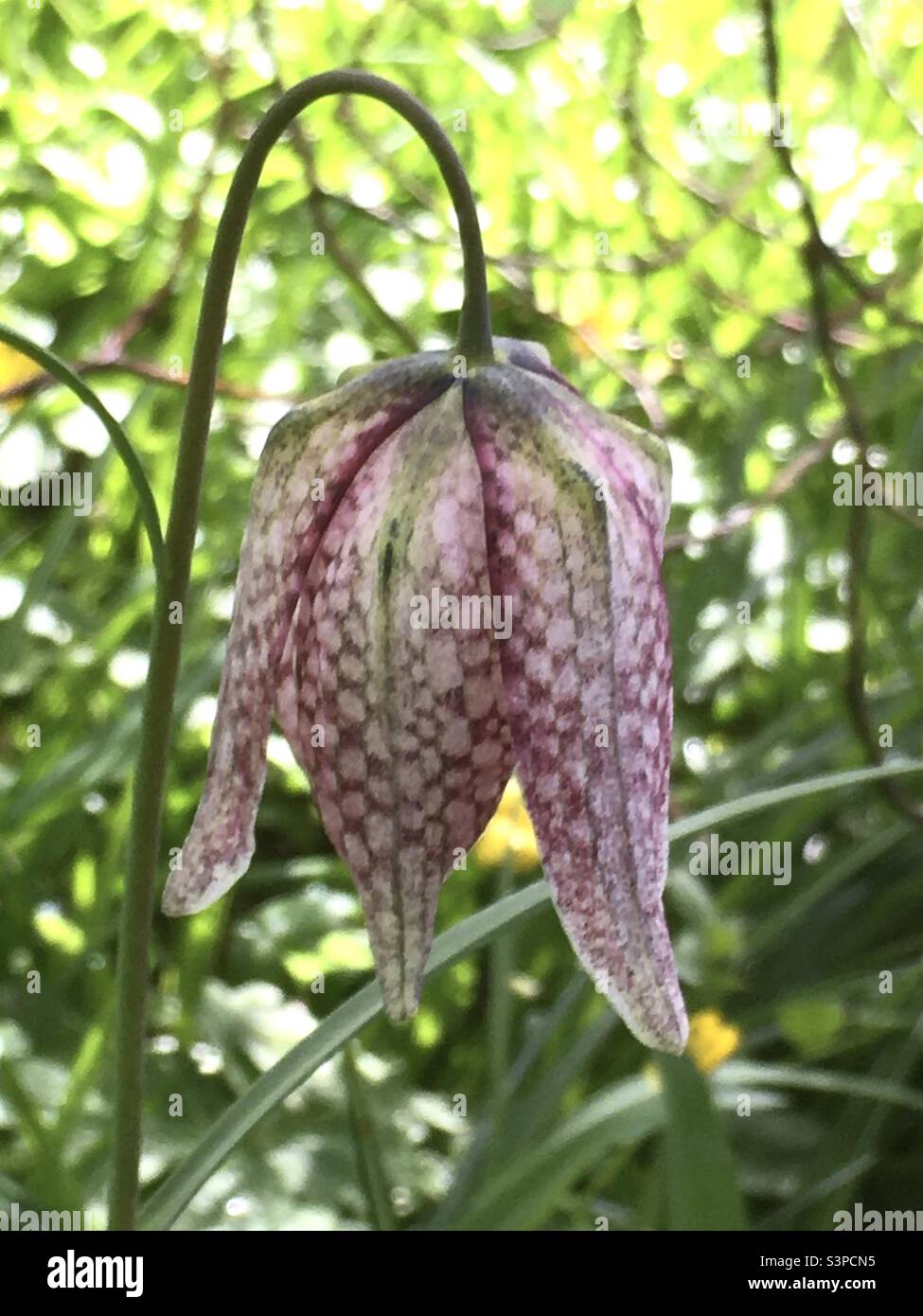 Printemps, fleur de printemps, jardin, lumière, fritilly, beauté - Image de stock capturée avec un smartphone