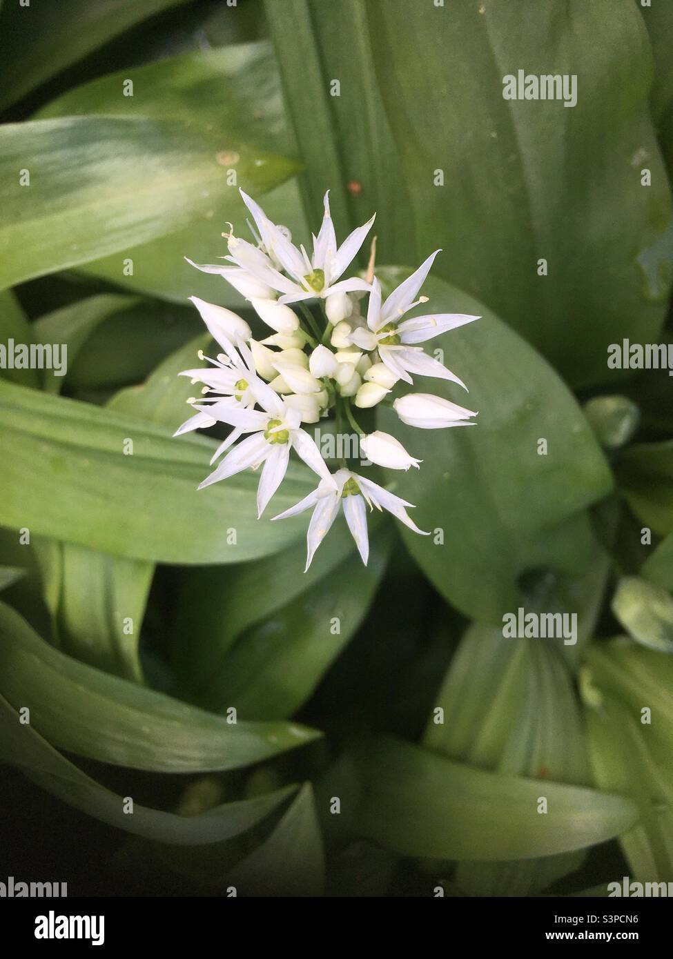 Nature, blanc, vert, beauté, ail sauvage Banque D'Images
