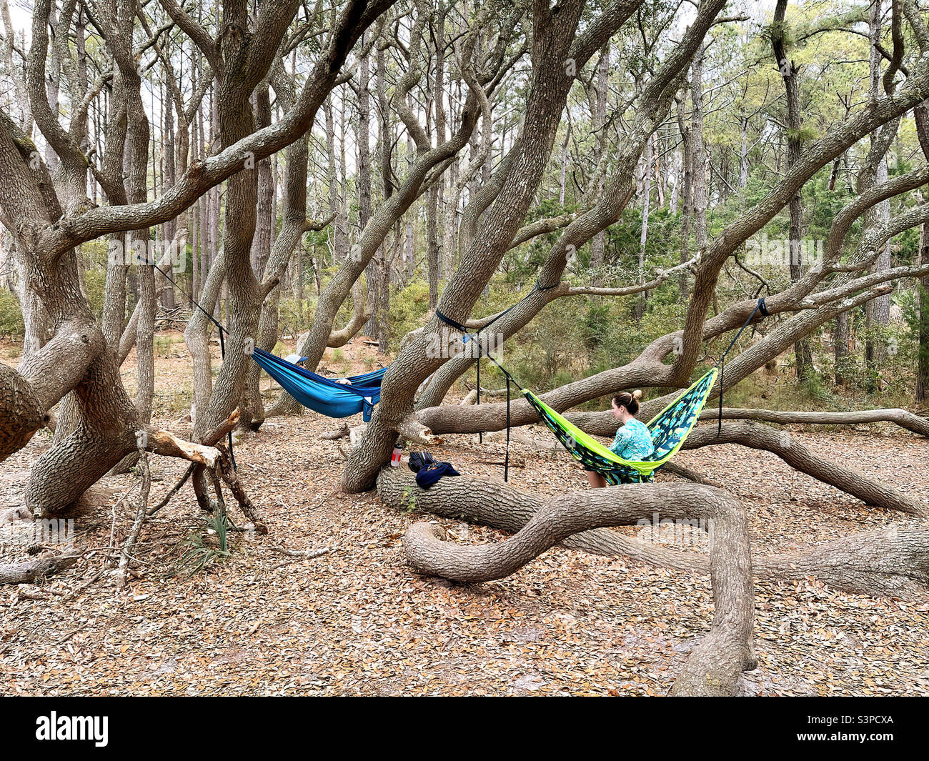 Les jeunes femmes se détendent dans des hamacs dans le célèbre Octopus Tree du parc régional de Huntington Beach. Banque D'Images