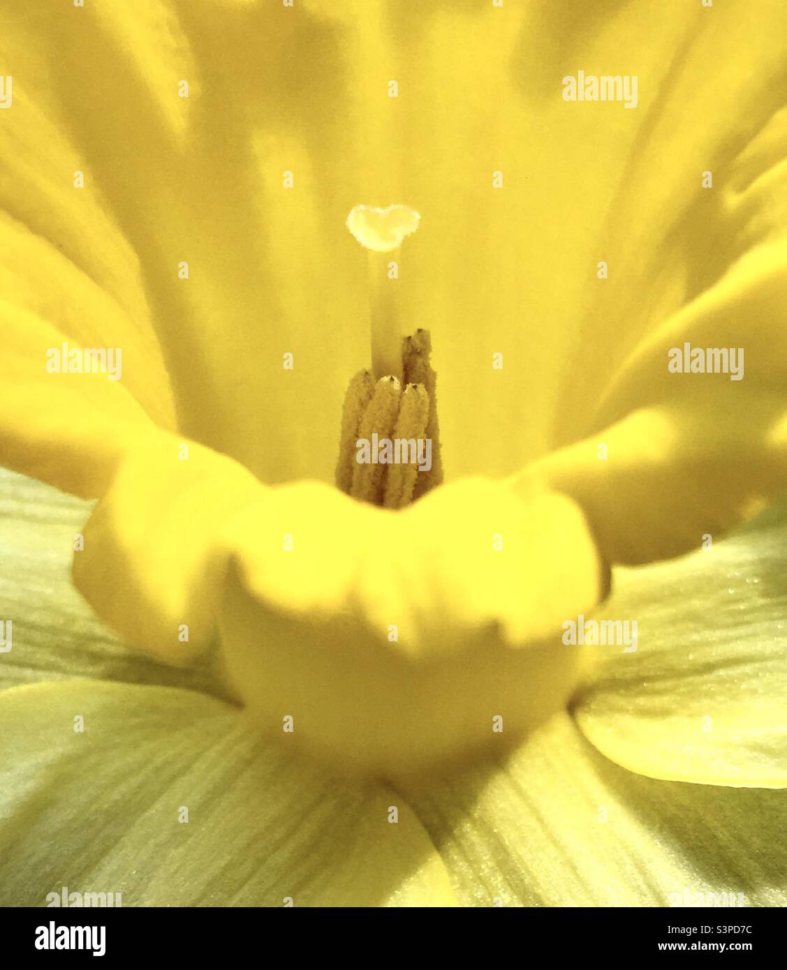 Daffodil,abstraction, jaune, coeur, main , nature, beauté, micro , Banque D'Images