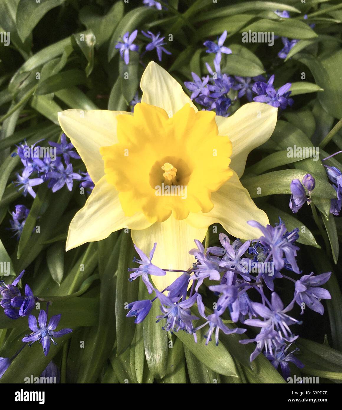 Daffodil,cloches bleues, jaunes, coeur, main , nature, beauté, micro, fleur, jardin Banque D'Images