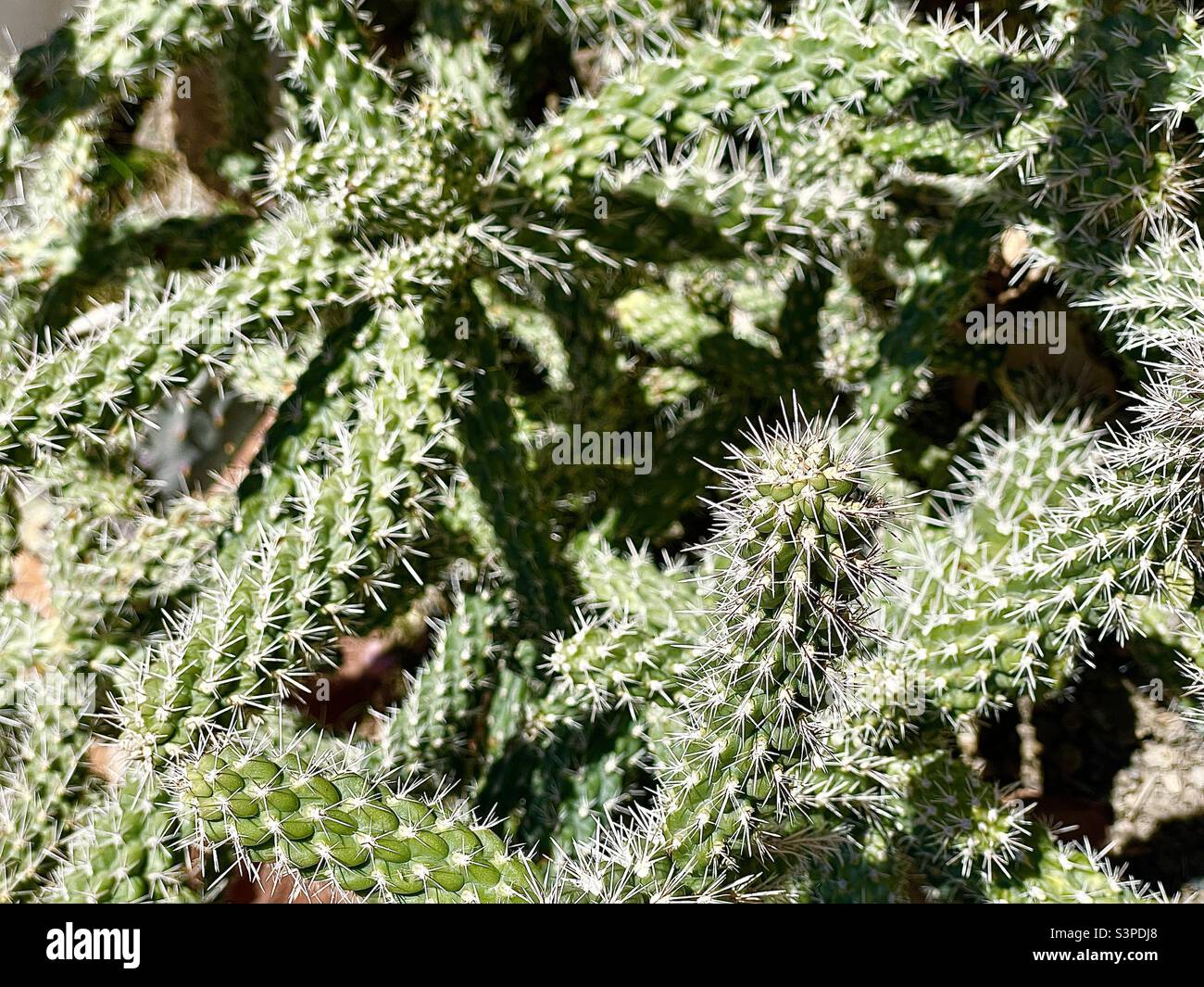 Ce cactus, ou succulent, une plante de la famille des Cactaceae, est robuste et a besoin de peu d'eau dans ce lit de plantoir de l'Utah, aux États-Unis. Banque D'Images