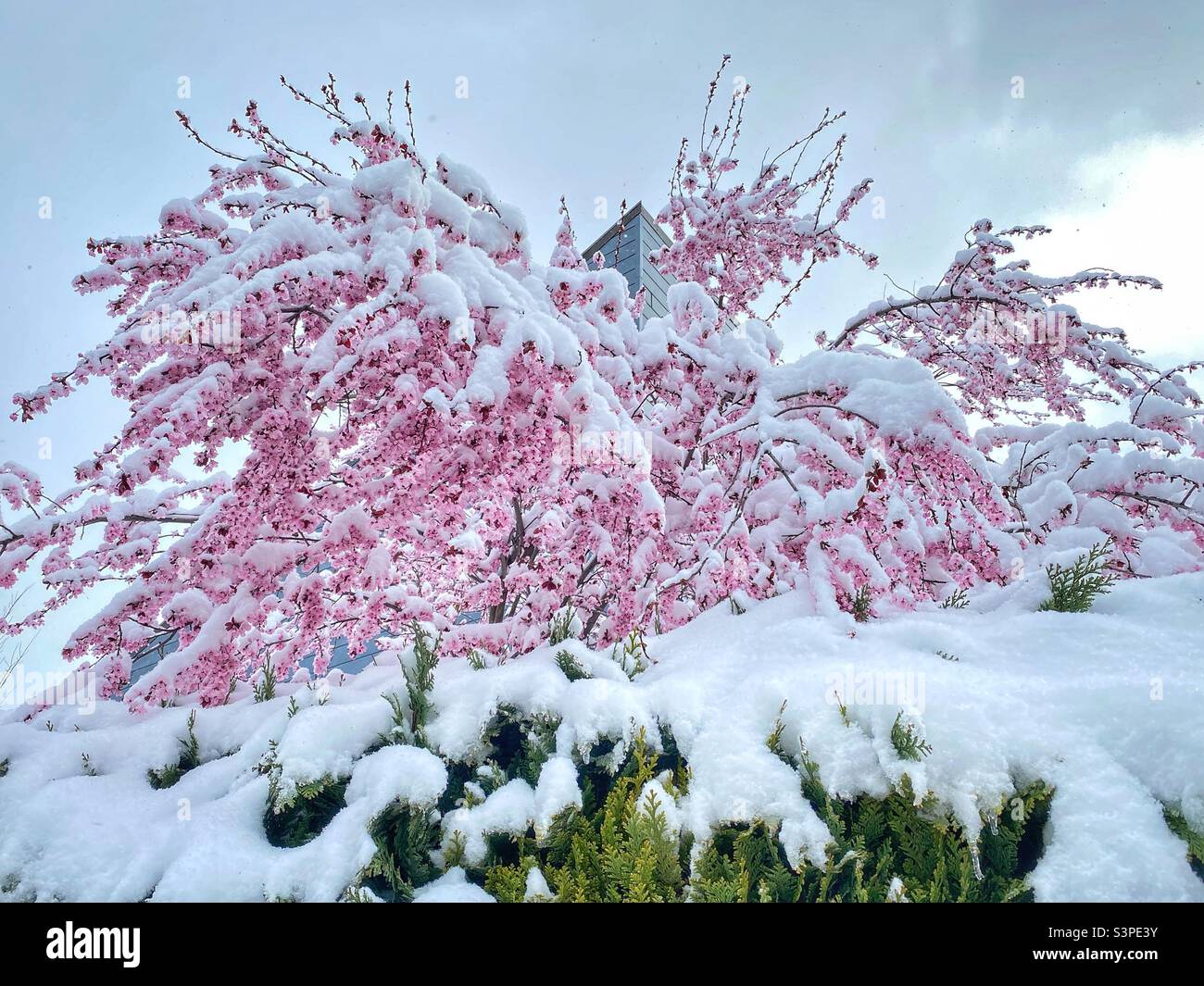 Cerisier rose fleuri recouvert de neige à Munich, en Allemagne. - Image de stock capturée avec un smartphone