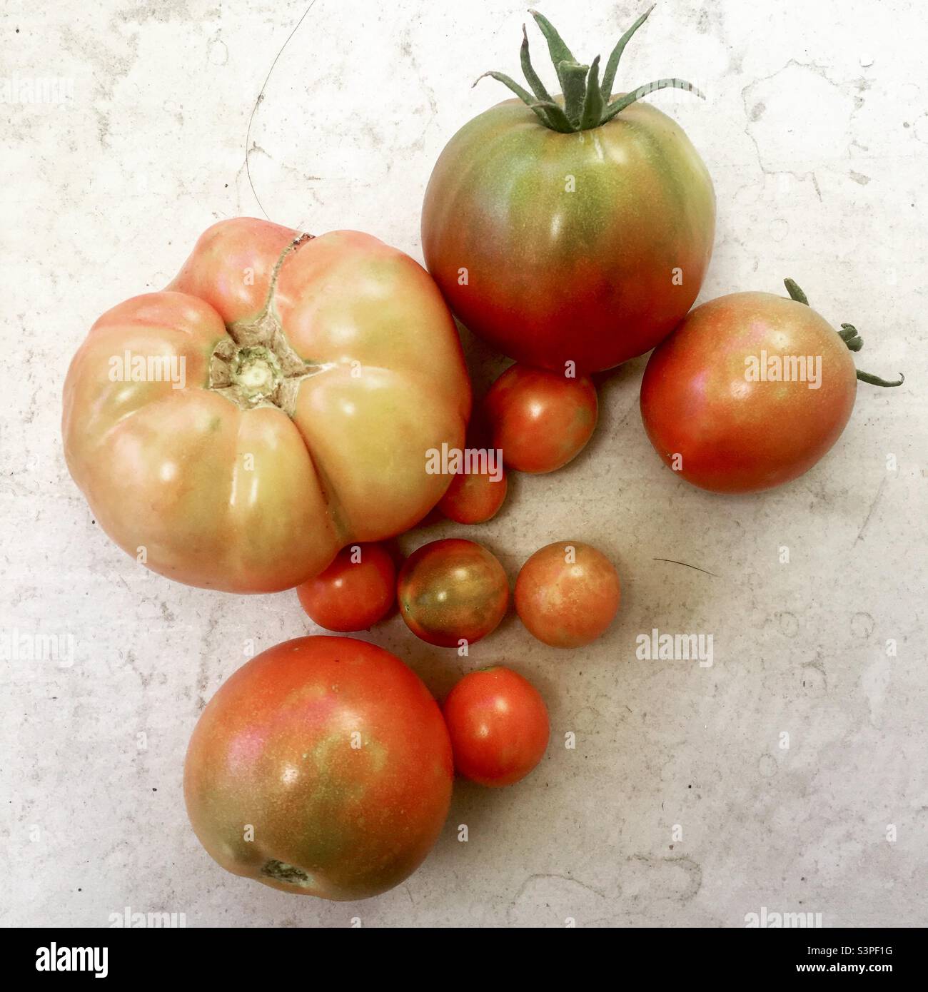 Tomates du jardin - Image de stock capturée avec un smartphone