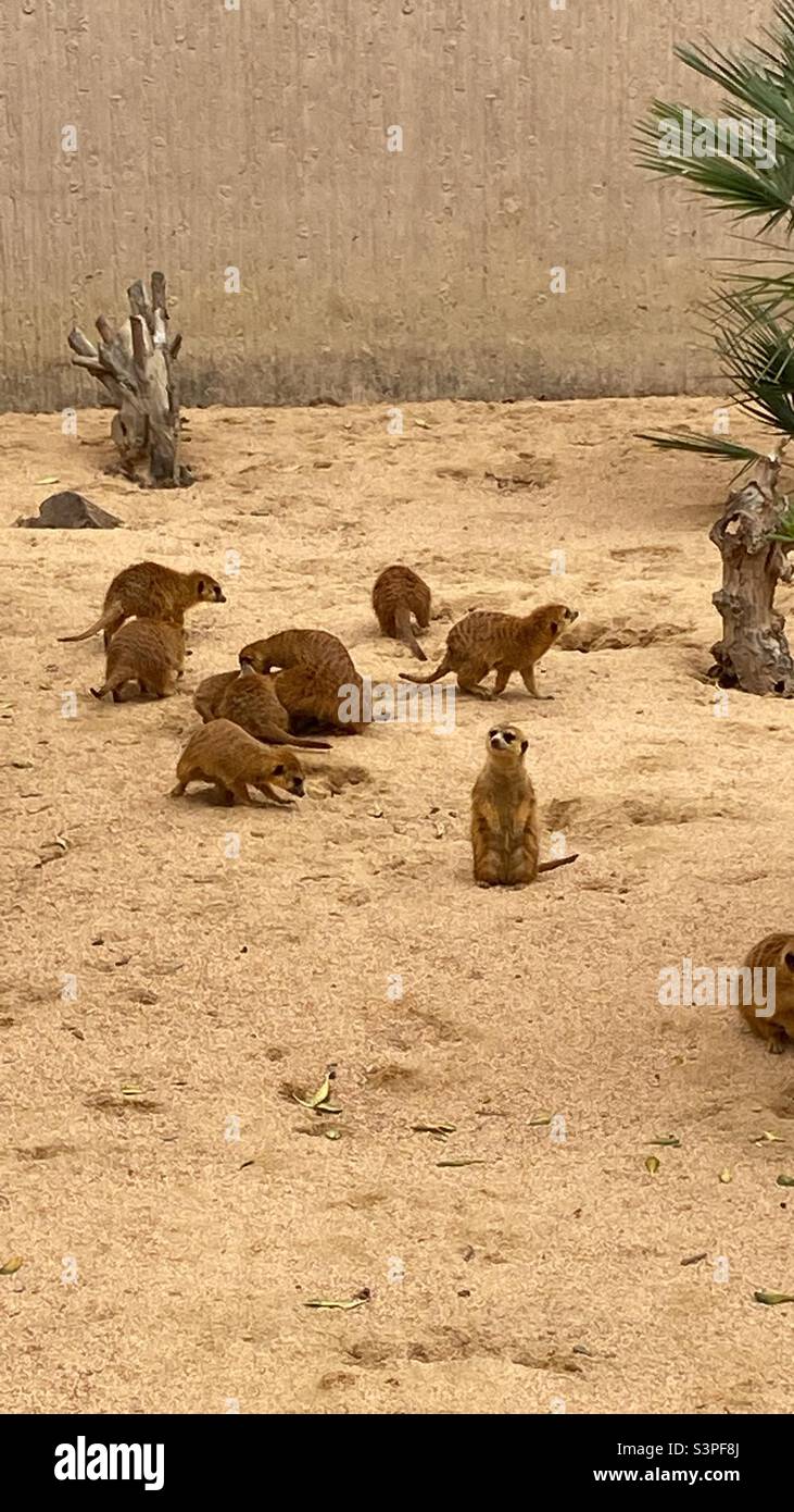 Meerkats au zoo de Barcelone, Catalunya, Espagne, Europe. Mars 2022. - Image de stock capturée avec un smartphone