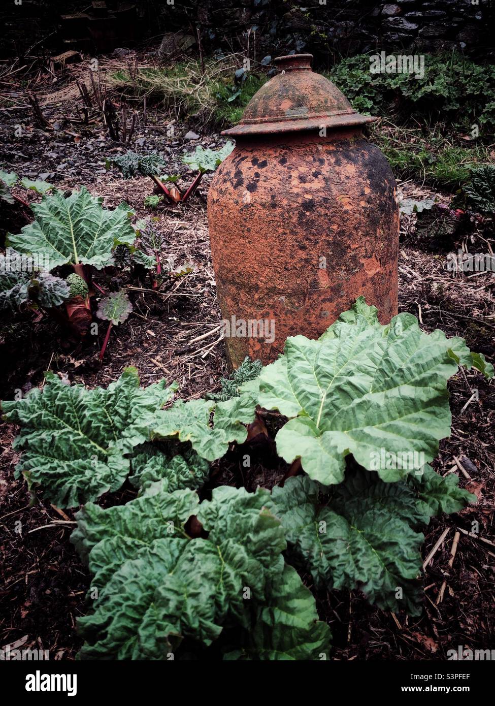 Un cloche de terre cuite dans un jardin potager avec rhubarbe pour faire rhubarbe forcée Banque D'Images