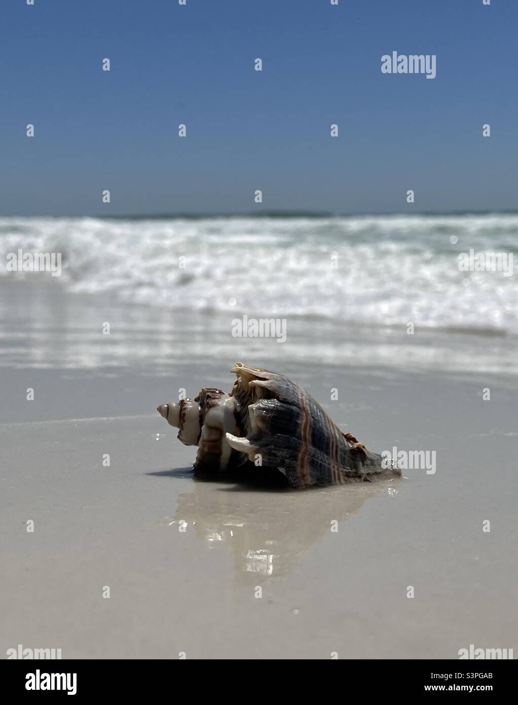 Helon seashell sur la plage de Floride Banque D'Images