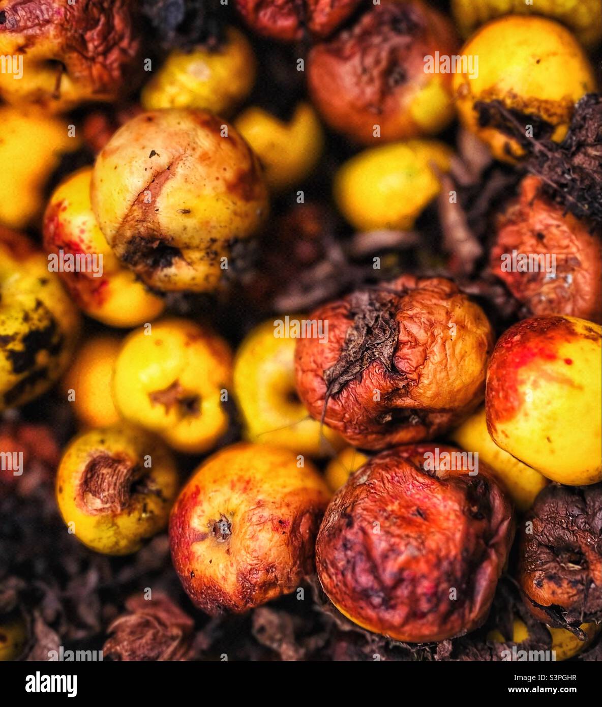 Pommes pourries Banque de photographies et d’images à haute résolution Alamy