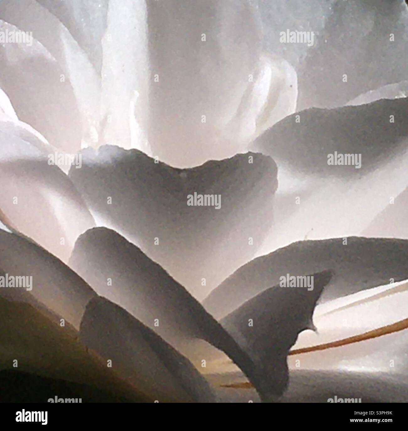 Pétales de fleurs, blanc, fleur, jardin, nature, beauté, illuminée, lumière du soleil - Image de stock capturée avec un smartphone