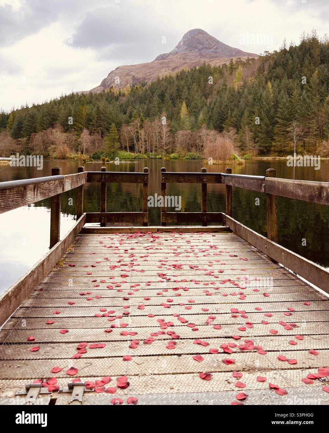 Pétales de rose sur le ponton, Glencoe Lochan Banque D'Images