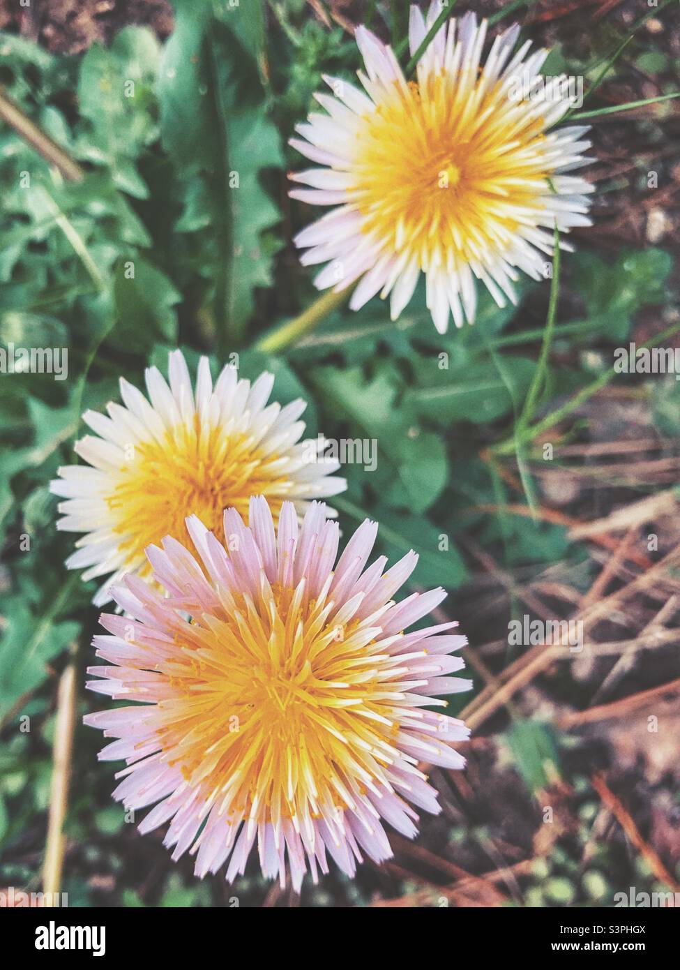 Trois pissenlits roses en fleurs au début du printemps Banque D'Images