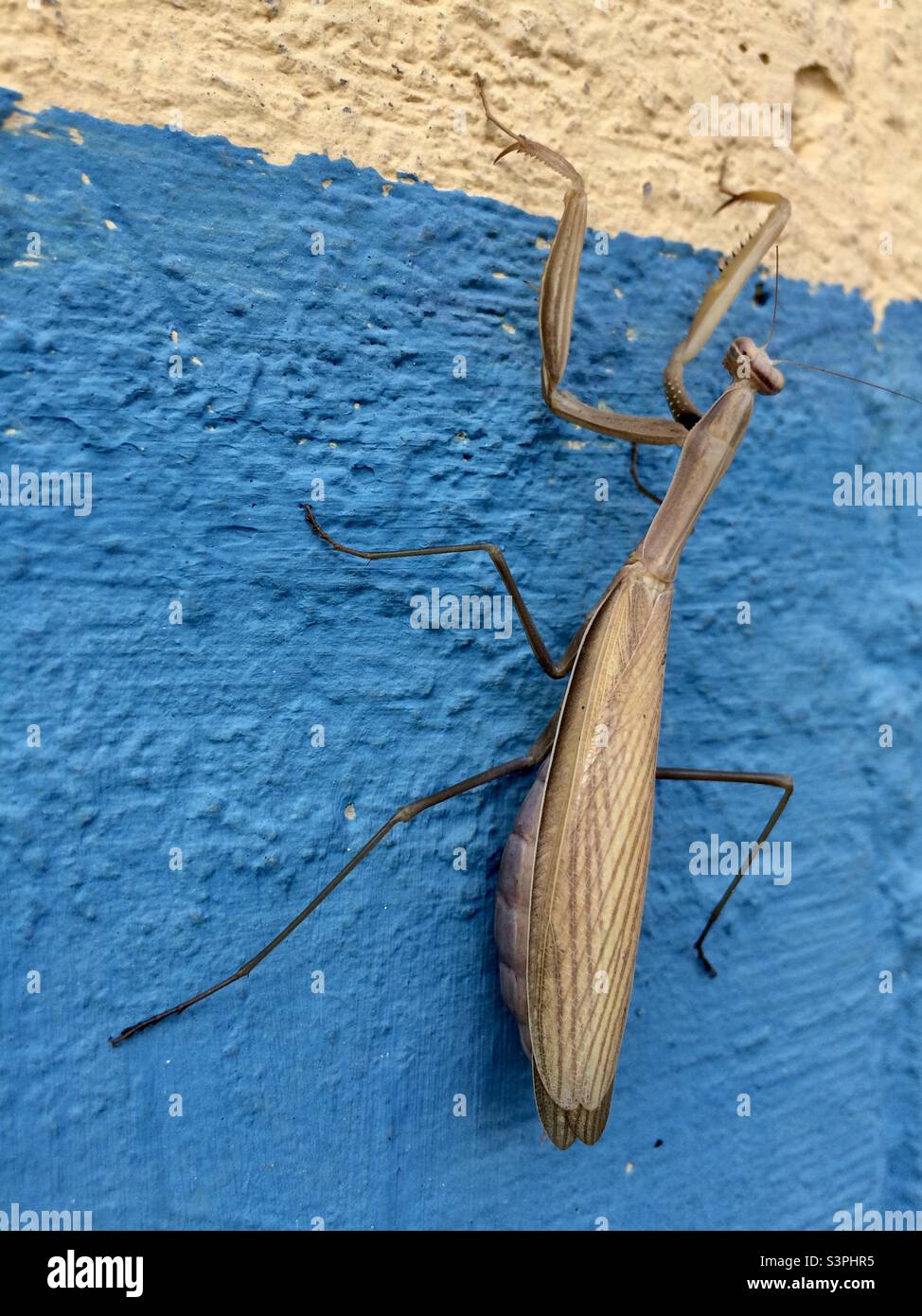 Prier Mantis sur le mur bleu en environnement urbain Banque D'Images
