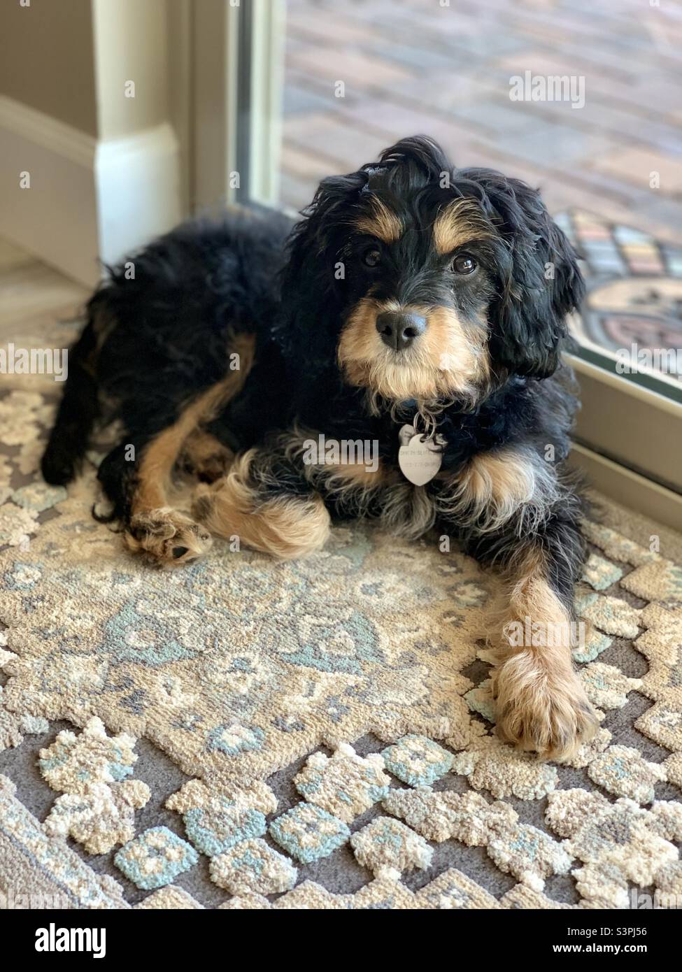 Cavapoo chiot assis près de la porte arrière. Banque D'Images